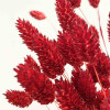 Phalaris séché rouge (env 100gr.)