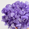 Hortensia stabilisé violet (env 40gr.)