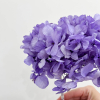 Hortensia stabilisé violet (env 40gr.)