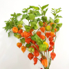 Physalis (10 tiges)