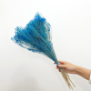 Broom Bloom séché bleu (env 100gr.)