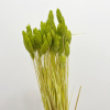 Phalaris séché vert pâle (env 100gr.)