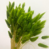 Lagurus séché vert (env 100gr.)