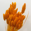 Phalaris séché orange (env 100gr.)