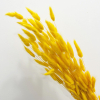 Lagurus séché jaune (env 50gr.)