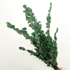 Eucalyptus stuartiana stabilisé vert (env 150gr.)