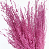 Stargrass séché fuchsia (env 80gr.)