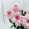 Chrysanthème rose unifleur (5 tiges)