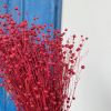 Fleur de lin séchée rouge (env 100gr.)