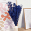 Broom Bloom séché bleu nuit (env 100gr.)