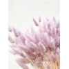 Lagurus séché lilas (env 100gr.)