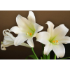 Lys longiflorum - fleurs lys mariage - France Fleurs