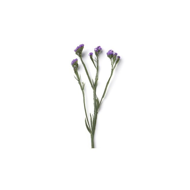 Statice lilas - France Fleurs