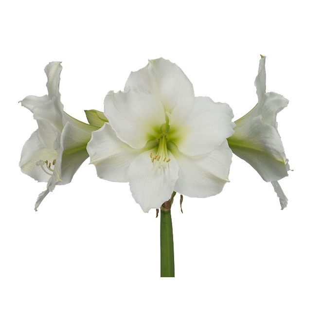 Amaryllis blanc - France Fleurs