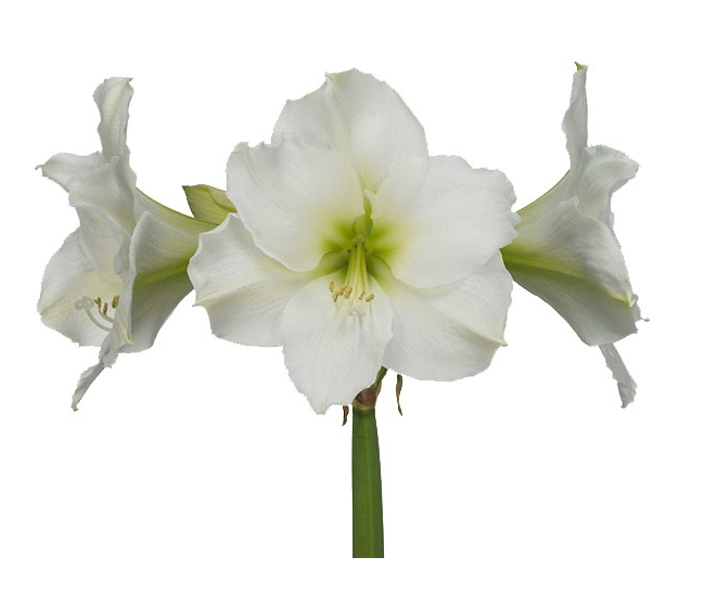Fleur d'amaryllis blanc - Livraison Fleur coupée