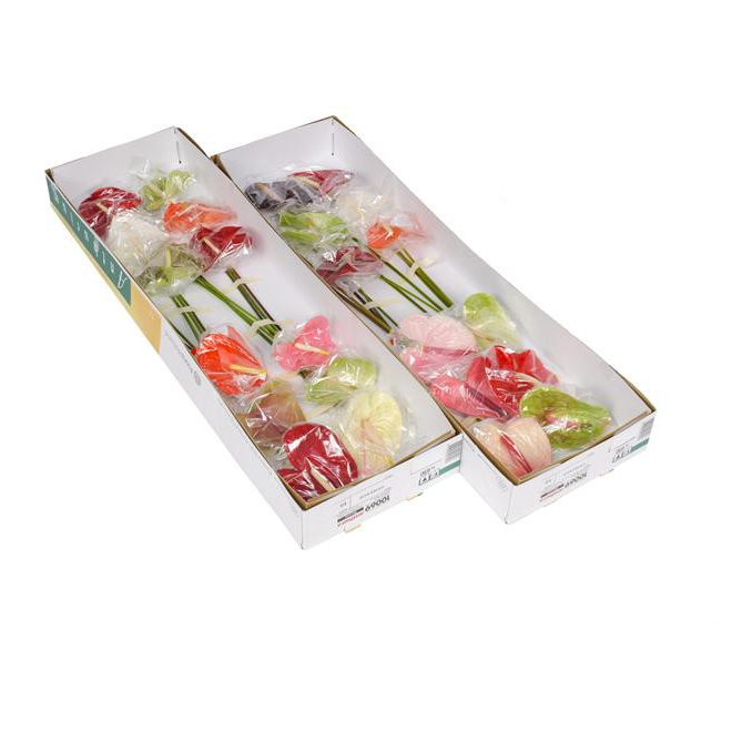 Carton de 6 anthurium variés - France Fleurs
