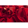Pétales de roses fraîches x1500