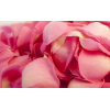 Pétales de roses fraîches x3200