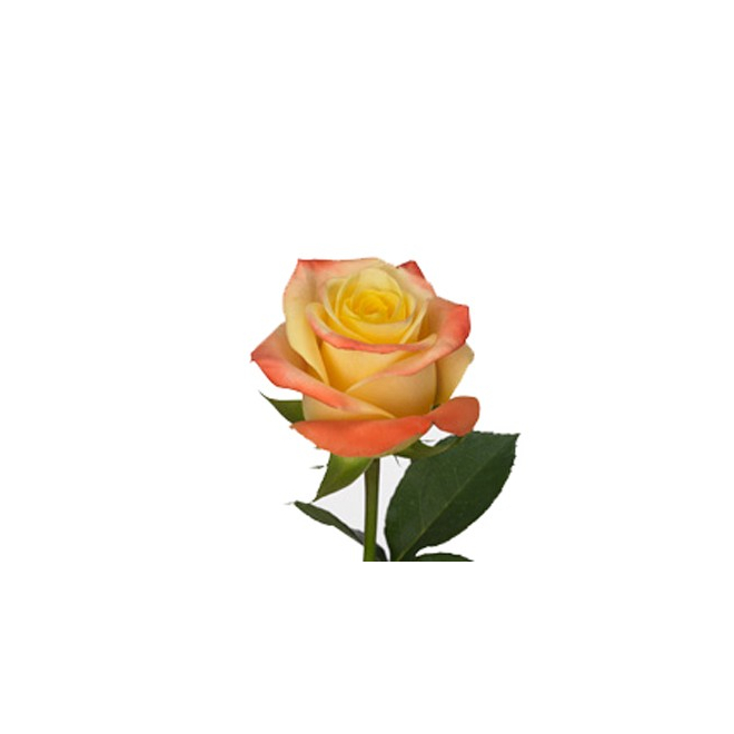 Rose Florida (20 tiges) - France Fleurs