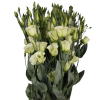 Lisianthus vert (10 tiges)  - France Fleurs