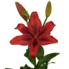 Lys asiatique rouge - livraiosn fleurs mariage - France Fleurs