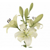 Lys asiatique blanc - fleurs mariage - France Fleurs