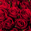 Bouquet de 30 roses rouges - Boutons de roses rouges