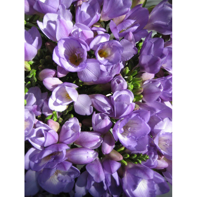 Freesia violet - livraison fleurs
