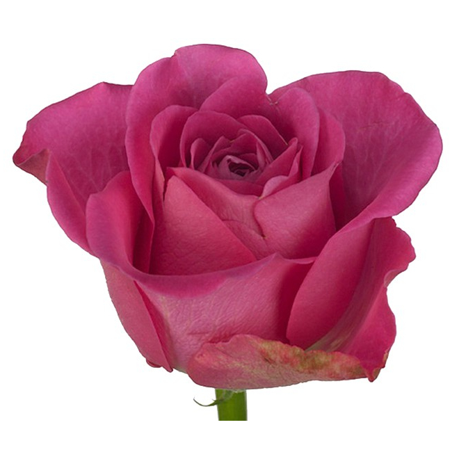 Rose H2o - fleur coupée