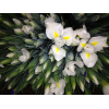 Iris blanc (10 tiges)