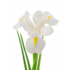 Iris blanc (10 tiges)