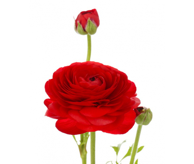 Renoncules rouges - Livraison de fleurs coupées