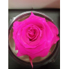 Rose Éternelle Fuchsia - La Belle Eternelle