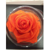 Rose Éternelle Orange - La Belle Éternelle