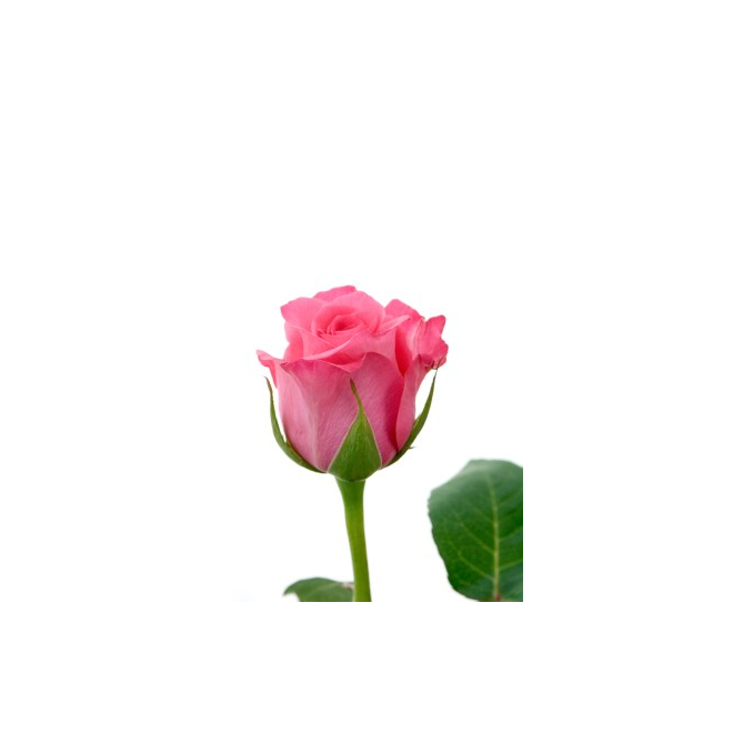 Be discouraged controller Pig Livraison de rose pas chère - achat fleur coupée