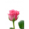Rose 40 cm (20 tiges)