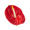 Anthurium rouge (6 tiges)