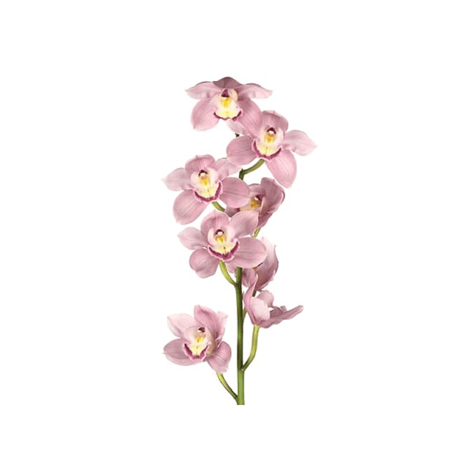 Orchidée Cymbidium Rose (grande branche)