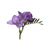 Freesia violet (10 tiges) - France Fleurs