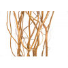 Saule tortueux - Salix (10 tiges)