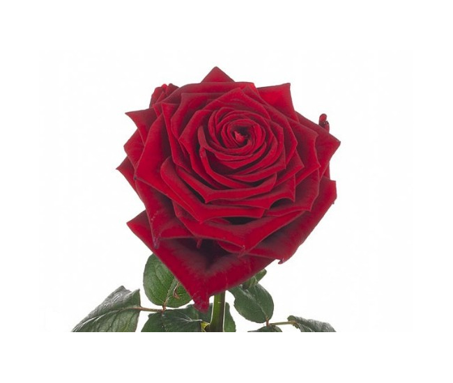 Roses rouges Red Naomi - Botte de 10 tiges à gros boutons