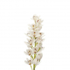 Orchidée cymbidium vert - France Fleurs