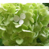 Hortensia vert (5 tiges) - Fleur coupée