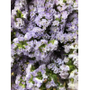 Statice lilas - France Fleurs