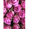 Rose H2o - fleur coupée