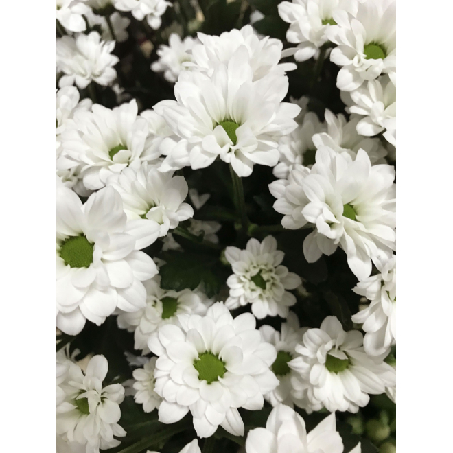 Santini blanc - livraison de fleurs mariage