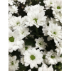 Santini blanc - France Fleurs