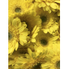 Germini jaune (10 tiges) - Livraison fleurs coupées - France Fleurs