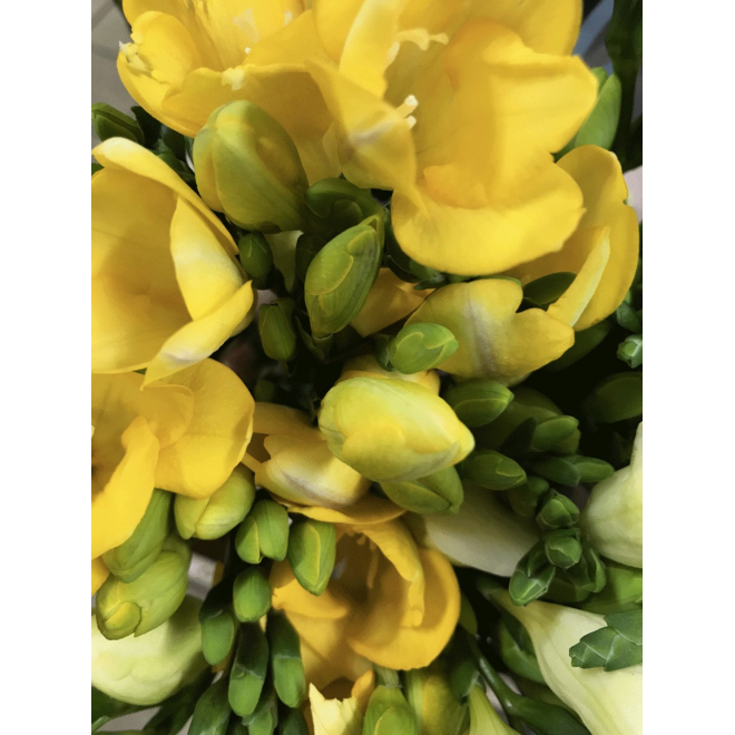 Freesias jaunes - livraison fleurs et feuillages
