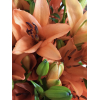 Lys asiatique rose - livraison fleurs coupées mariage - France Fleurs